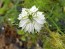 Love-in-a-Mist 'Persian Jewels Blue and White Mix' Seeds (Certified Organic)