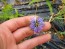 Love-in-a-Mist 'Persian Jewels Blue and White Mix' Seeds (Certified Organic)