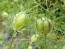 Love-in-a-Mist 'Persian Jewels Blue and White Mix' Seeds (Certified Organic)