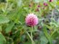 Globe Amaranth ‘Pastel Purple’ Seeds (Certified Organic)