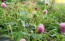 Globe Amaranth ‘Pastel Purple’ Seeds (Certified Organic)