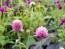 Globe Amaranth ‘Pastel Purple’ Seeds (Certified Organic)