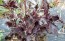 Basil 'Sacred Purple' Seeds (Certified Organic)