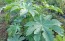 Castor Bean 'Giant Zanzibarensis' Seeds (Certified Organic)