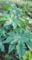 Castor Bean 'Giant Zanzibarensis' Seeds (Certified Organic)
