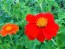 Mexican Sunflower 'Red and Orange Torch Mix' Seeds (Certified Organic)