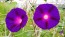 Morning Glory 'Kniola's Black Knight' Seeds (Certified Organic)