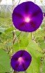 Morning Glory 'Kniola's Black Knight' Seeds (Certified Organic)