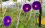 Morning Glory 'Kniola's Black Knight' Seeds (Certified Organic)