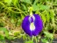 Butterfly Pea AKA Blue Pea Vine Seeds (Certified Organic)