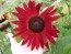 Sunflower 'Indian Blanket' Seeds (Certified Organic)