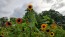 Sunflower 'Indian Blanket' Seeds (Certified Organic)