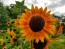 Sunflower 'Indian Blanket' Seeds (Certified Organic)