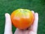 Tomato 'Manitoba'