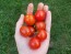 Tomato 'Sibirskiy' 