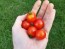 Tomato 'Peacevine Cherry'