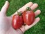 Tomato 'Chocolate Molar Cherry' 