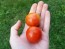 Tomato 'Chadwick's Cherry' AKA 'Camp Joy' 