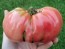 Tomato 'Brandywine'