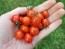 Tomato 'Candyland Red F2' 