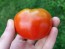 Tomato 'Bloody Butcher'