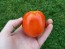 Tomato 'Bellestar'