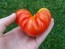 Tomato 'Costoluto Genovese'