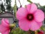 Hot Pink Rose Mallow Hibiscus Seeds (Certified Organic)