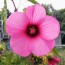 Hot Pink Rose Mallow Hibiscus Seeds (Certified Organic)