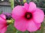 Hot Pink Rose Mallow Hibiscus Seeds (Certified Organic)