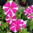 Petunia, Purple and White Striped Seeds (Certified Organic)