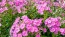 Garden Phlox Mix Seeds (Certified Organic)