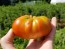Tomato 'El Nano'