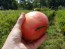 Tomato 'Orlinyi Klyuv' AKA 'Eagle’s Beak' 