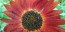 Sunflower 'Indian Blanket' Seeds (Certified Organic)