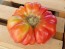 Tomato 'Mystery Weirdo'