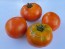 Tomato 'North Queen' AKA 'Severnaya Koroleva' 