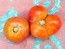 Tomato 'Sandul Moldovan'