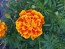 French Marigold 'Queen Sophia' Seeds (Certified Organic)