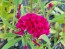 Cockscomb, Pink and White Mix Seeds (Certified Organic)