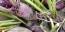 Leaf Radish 'Sasai' Seeds (Certified Organic)