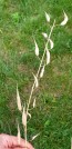 Leaf Radish 'Sasai' Seeds (Certified Organic)