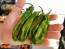 Hot Pepper 'Ghostly Jalapeno' Seeds (Certified Organic)