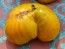 Tomato 'Big Orange Stripe' 