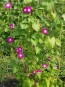 Morning Glory 'Split Personality' Seeds (Certified Organic)