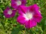 Morning Glory 'Split Personality' Seeds (Certified Organic)