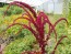 Amaranth 'Intense Purple' Seeds (Certified Organic)