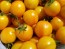 Tomato 'Sunrise Bumblebee' Plant (4" Pot, single)