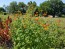 Mexican Sunflower 'Red and Orange Torch Mix' Seeds (Certified Organic)