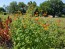 Mexican Sunflower 'Red and Orange Torch Mix' Seeds (Certified Organic)